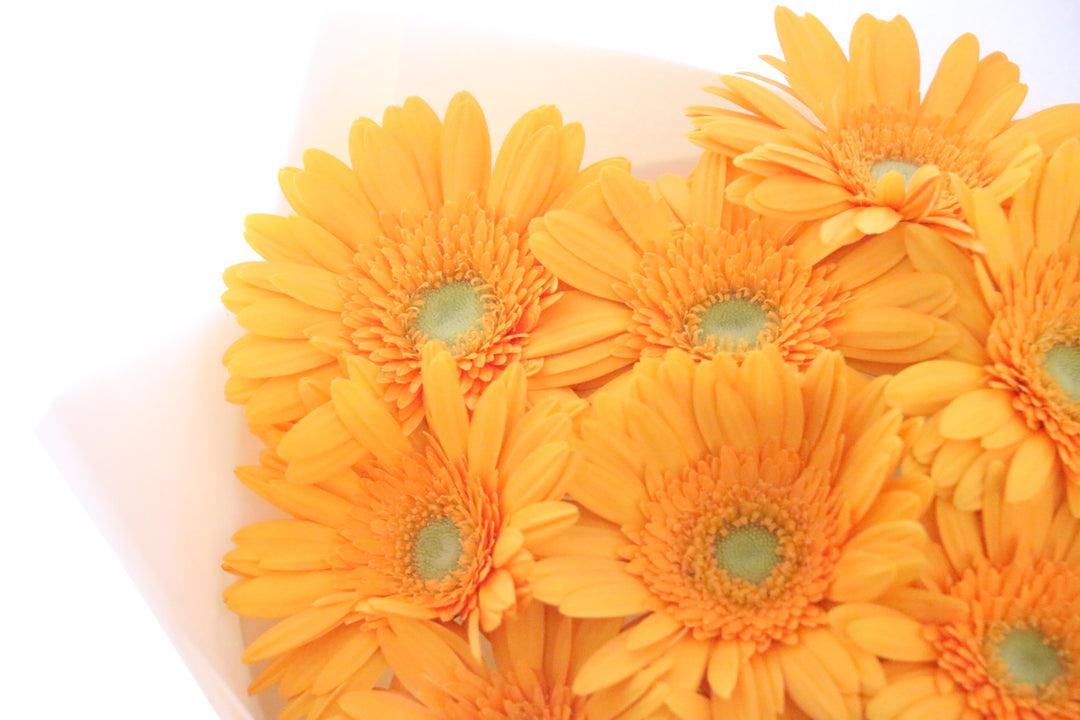 オレンジ色のガーベラの花束（9本）-いつまでも一緒にいてください