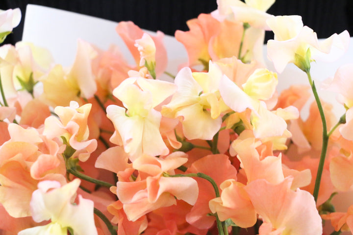 オレンジ色のスイートピーの花束（25本）