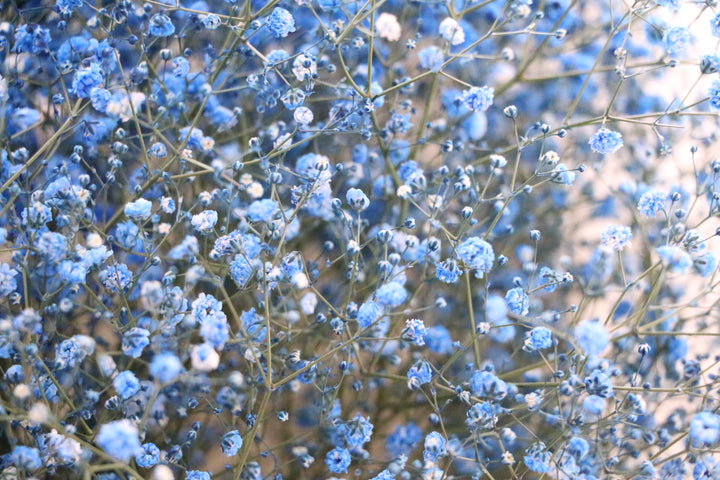 青のカスミソウ（かすみ草）の花束 8,000円