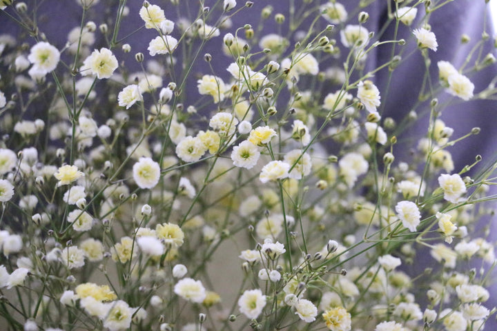 黄色のカスミソウ（かすみ草）の花束 3,500円 Sサイズ