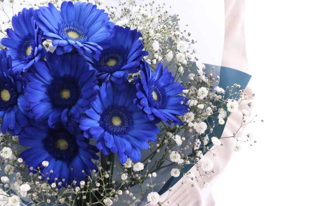 青色のガーベラ（8本）とカスミソウの花束