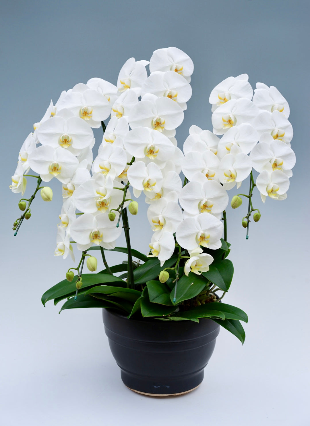 胡蝶蘭 大輪 5本立ち 55～65輪前後 白