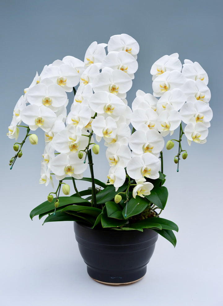 胡蝶蘭 大輪 5本立ち 55～65輪前後 白