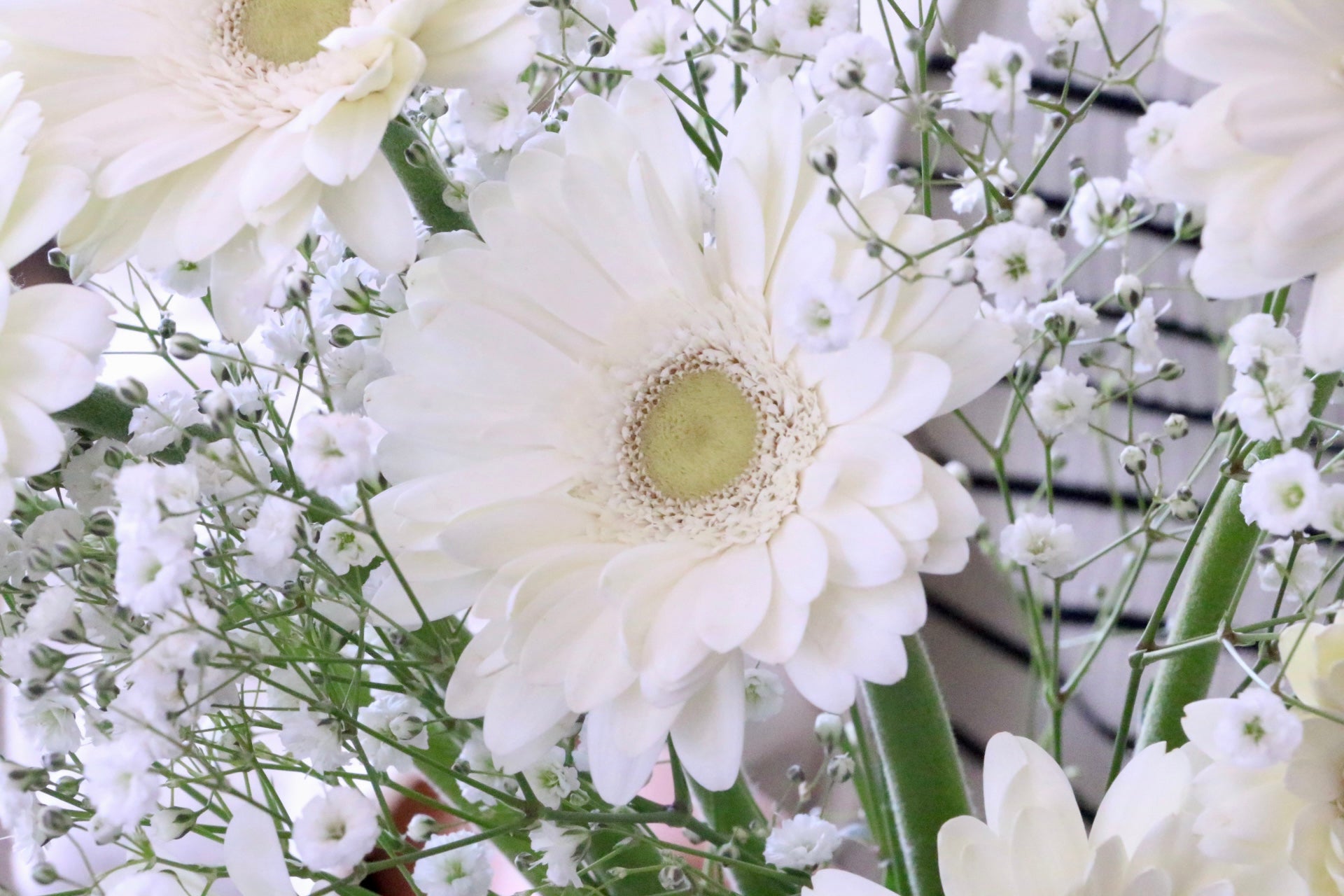 白色のガーベラ（8本）とカスミソウの花束 – 花・花束の通販サイト
