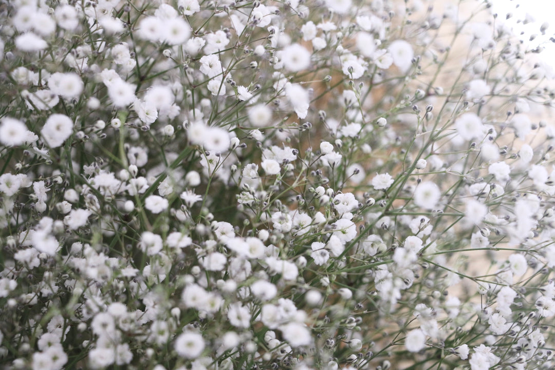 カスミソウの花束（15本）