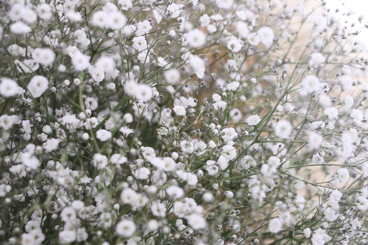 カスミソウの花束（15本）