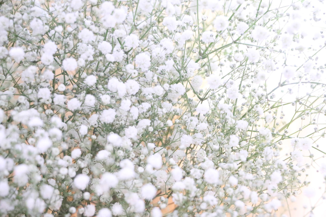 【プロポーズの花束】カスミソウの花束（10本）