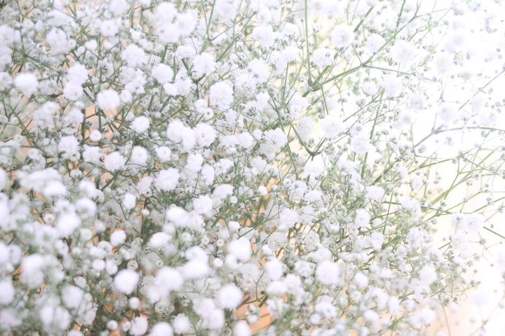 【プロポーズの花束】カスミソウの花束（10本）