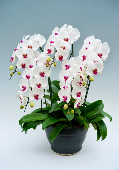 胡蝶蘭 大輪 赤リップ 5本立ち 50～60輪前後