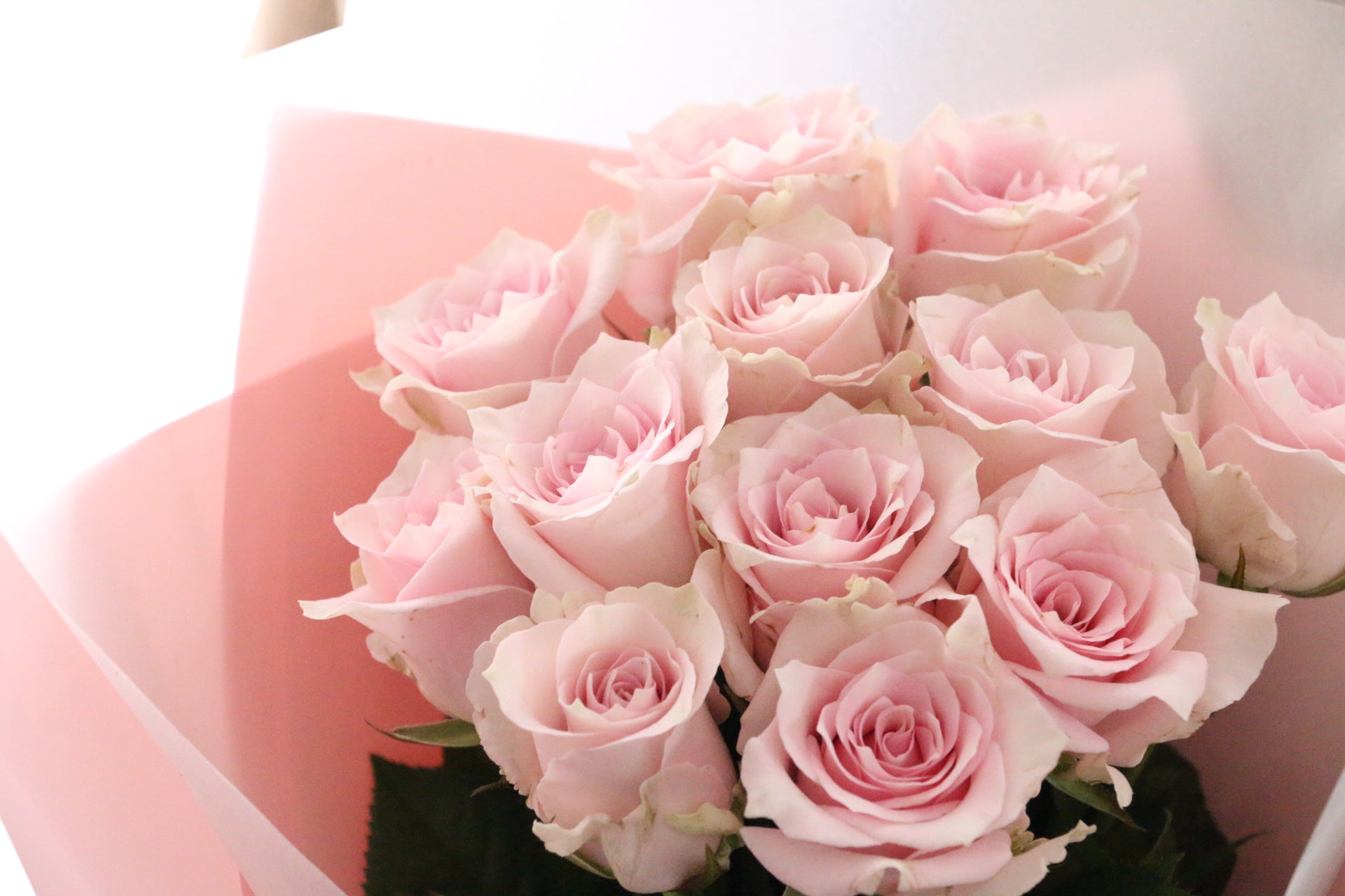 薔薇　バラ エヴァドゥグロゾブレ｜バラ図鑑｜いばらきフラワーパーク【公式】