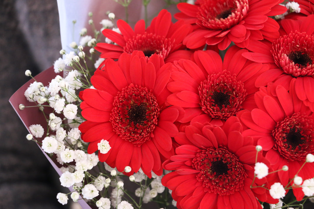 赤色のガーベラ（8本）とカスミソウの花束