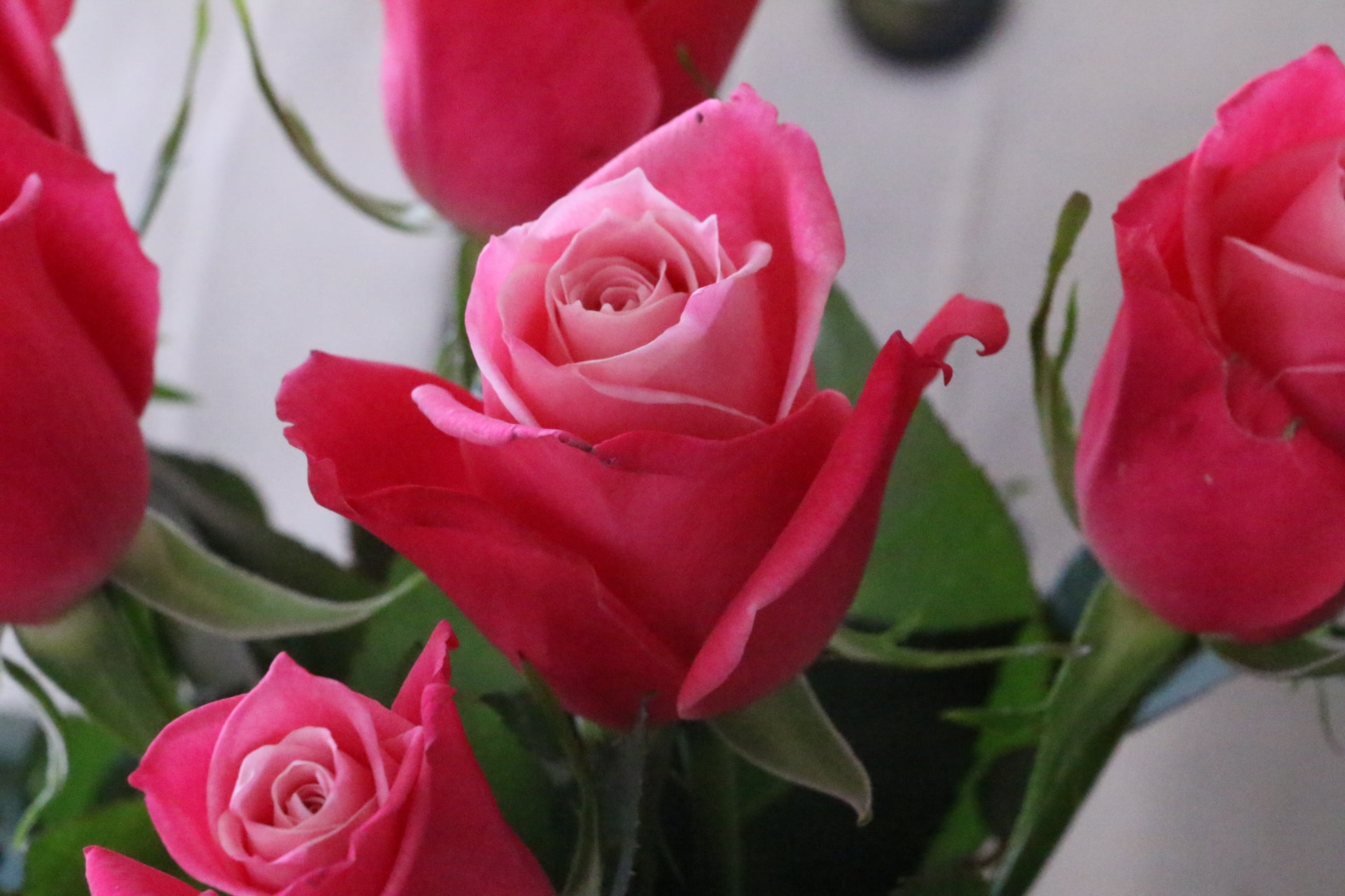 G. Barton バラの花束 G. Barton バラの花束