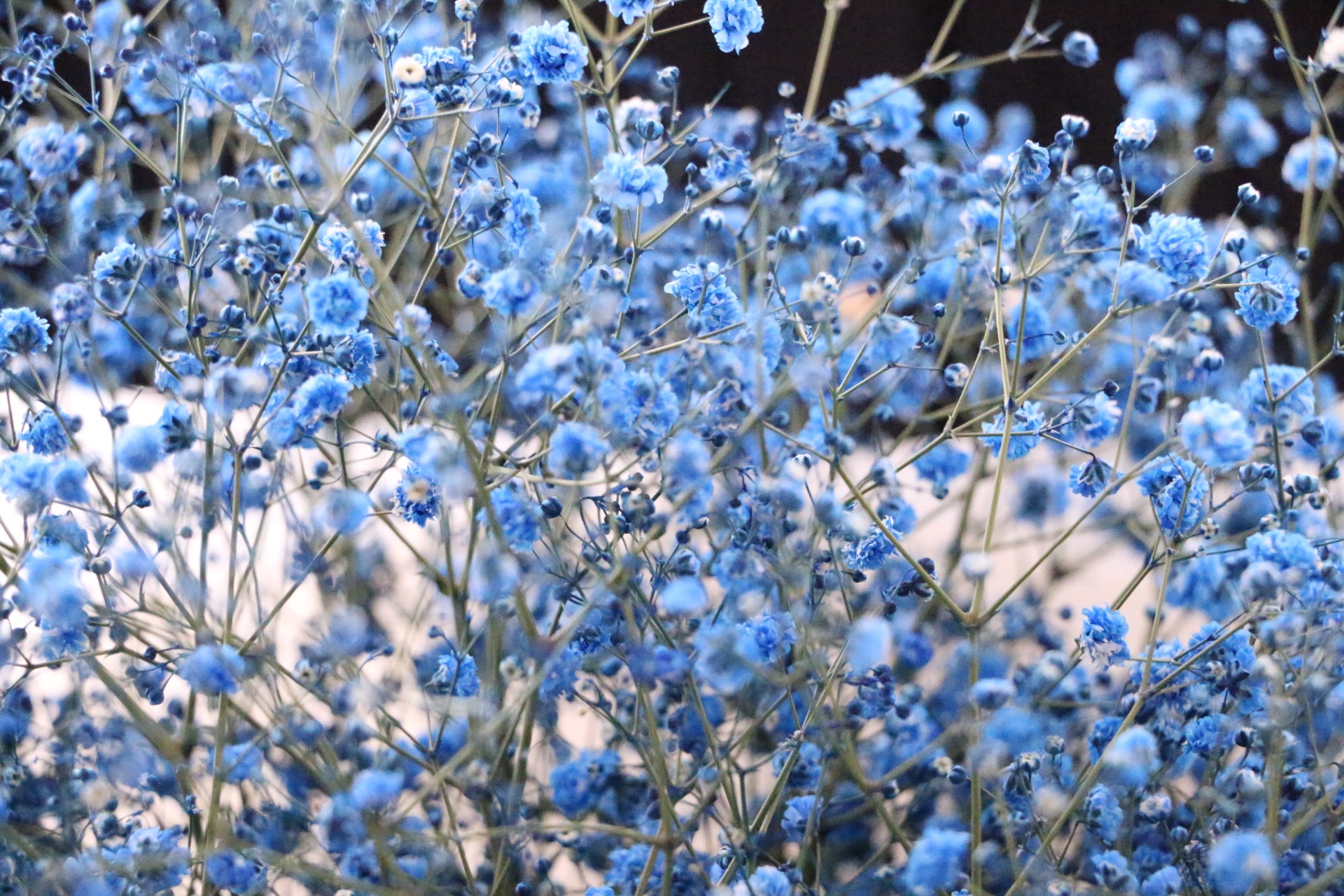 青のカスミソウ（かすみ草）の花束 8,000円 – 花・花束の通販サイト