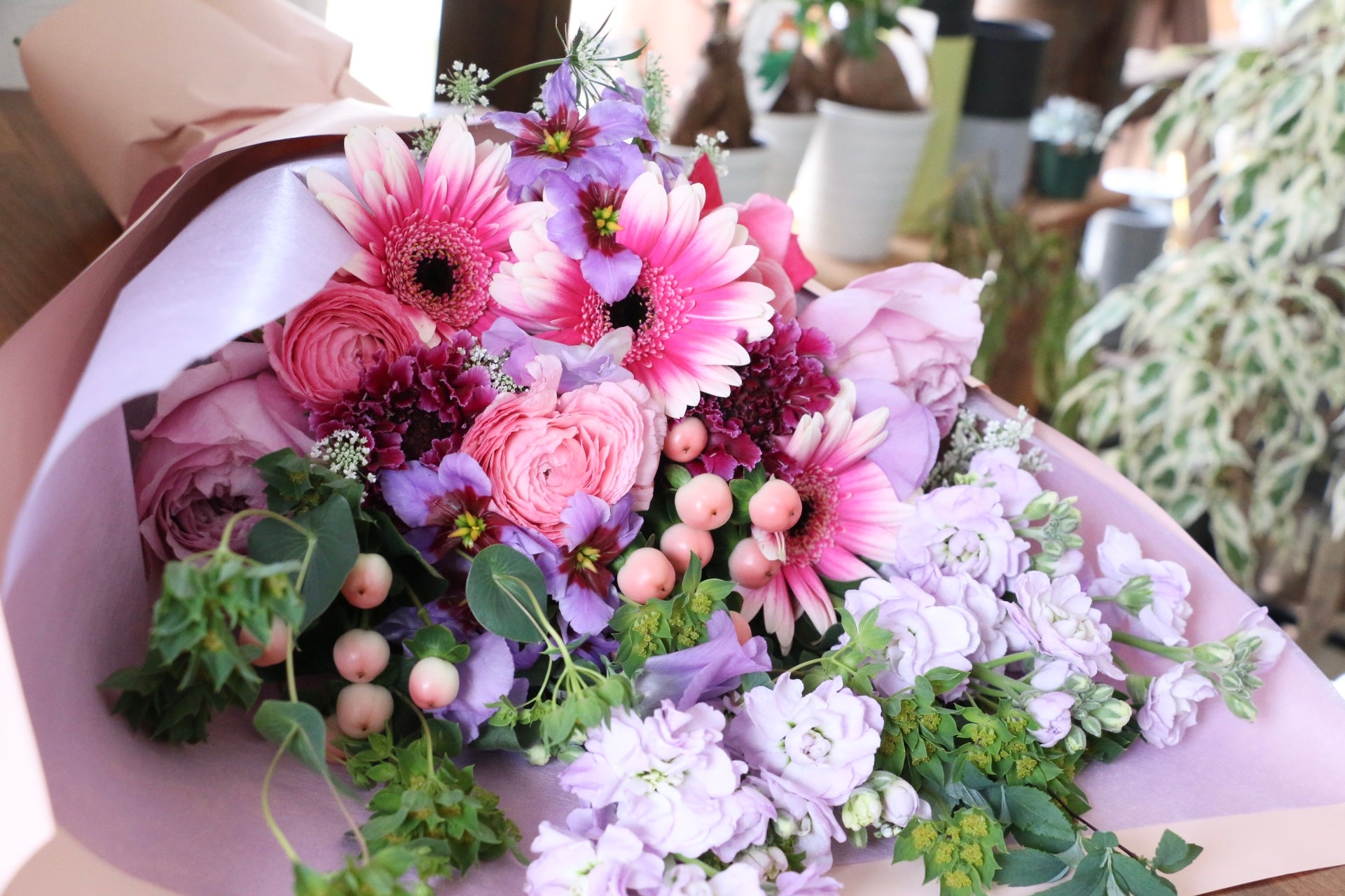 松葉菊桃色ピンク　８０ サイズのお箱いっぱい♪ 松葉菊桃色ピンク 80 サイズのお箱いっぱい♪ 松葉菊のブログ