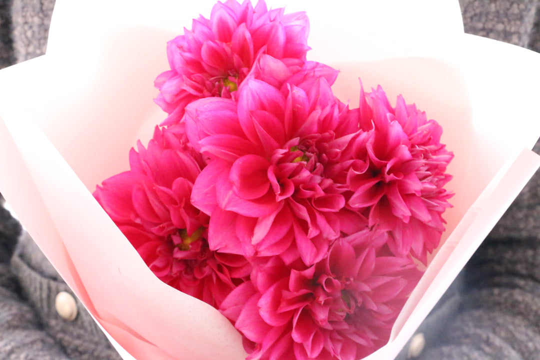 ピンク色のダリアの花束（5本）