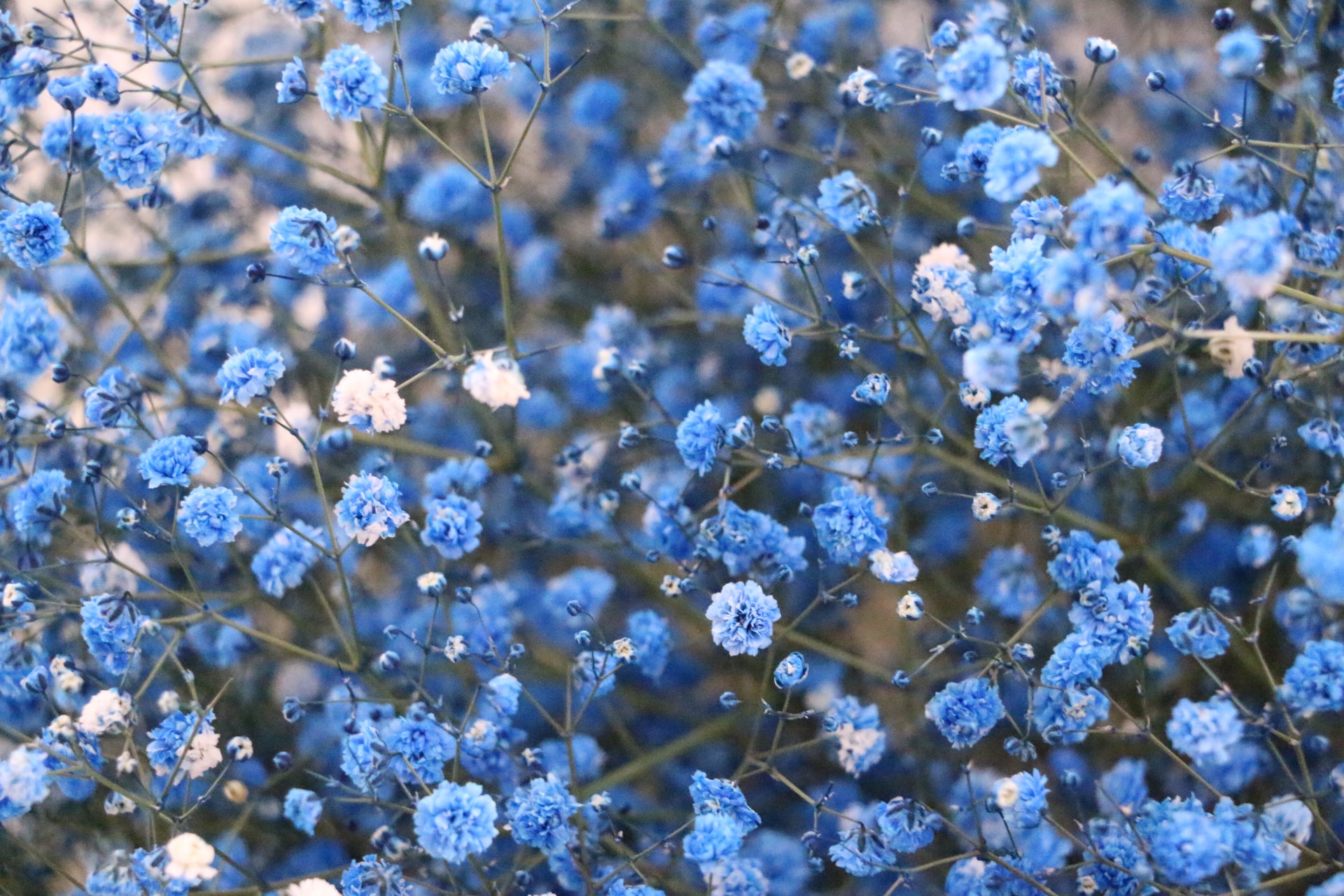 青のカスミソウ（かすみ草）の花束 10,000円 – 花・花束の通販サイト