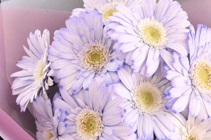 紫色のガーベラの花束（10本）