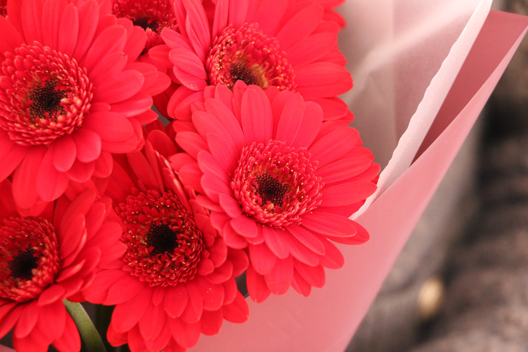 赤色のガーベラの花束（10本）