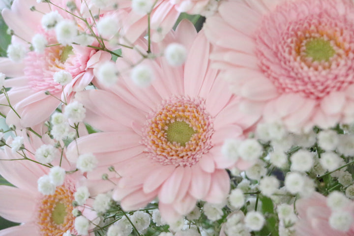 かすみ草（カスミソウ）とピンク色のガーベラの花束のガーベラ、かすみ草アップ