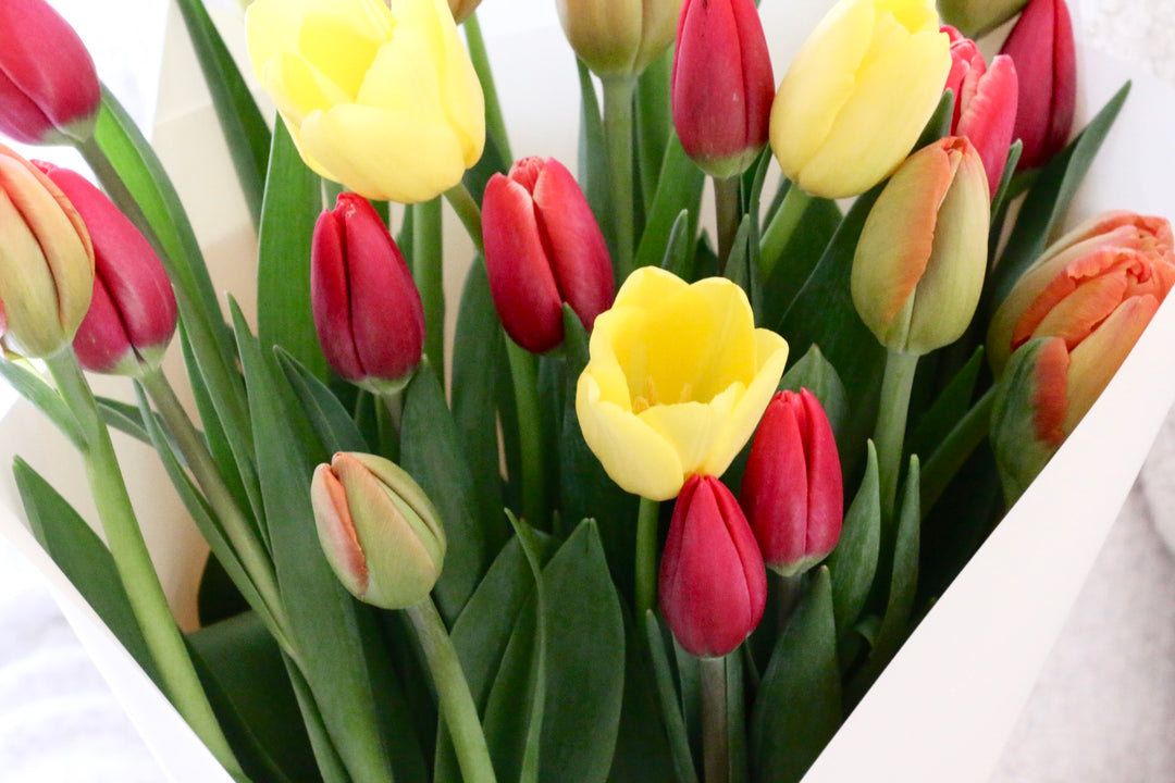 【3色MIX】チューリップの花束（25本）