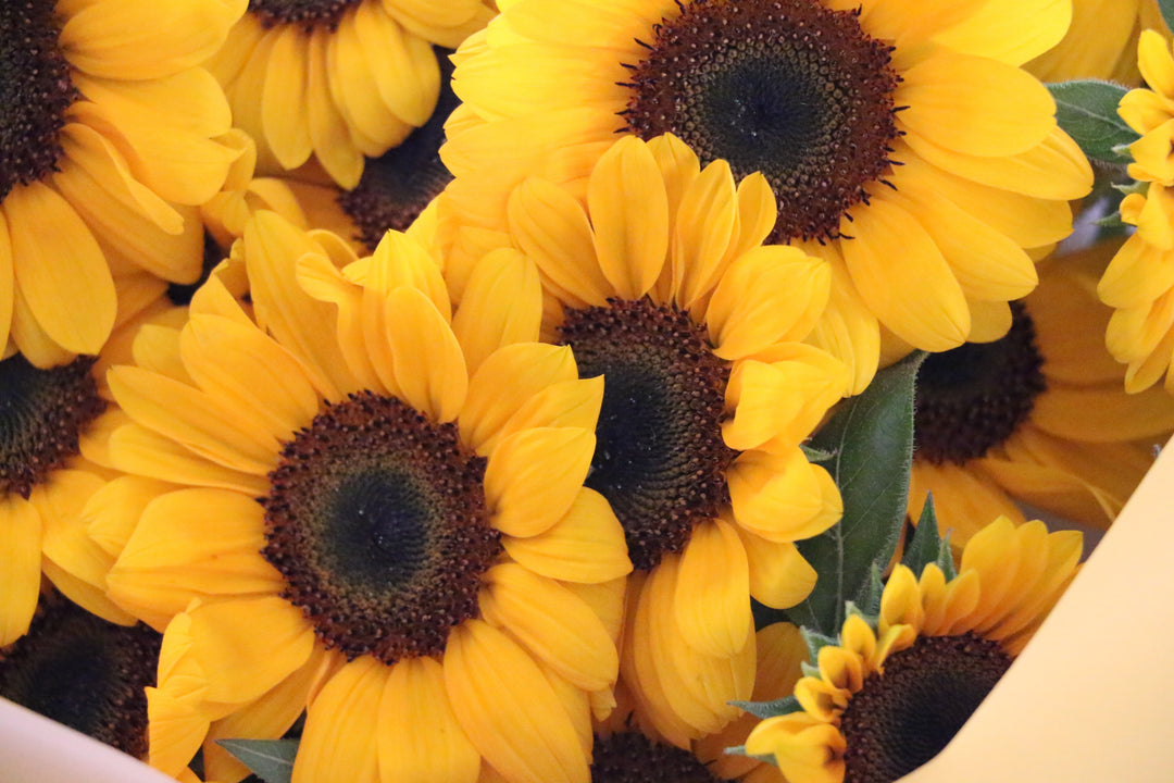 ひまわりの花束（30本）