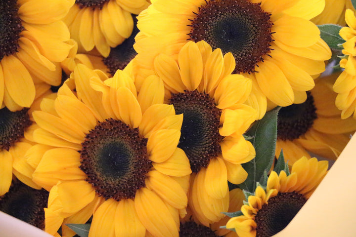 ひまわりの花束（30本）