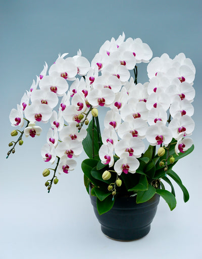 胡蝶蘭 大輪 赤リップ 5本立ち 60～70輪前後