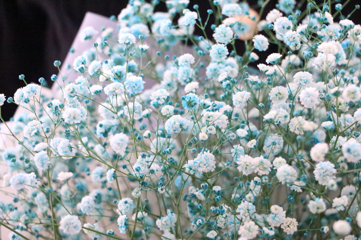 水色のカスミソウ（かすみ草）の花束 3,500円