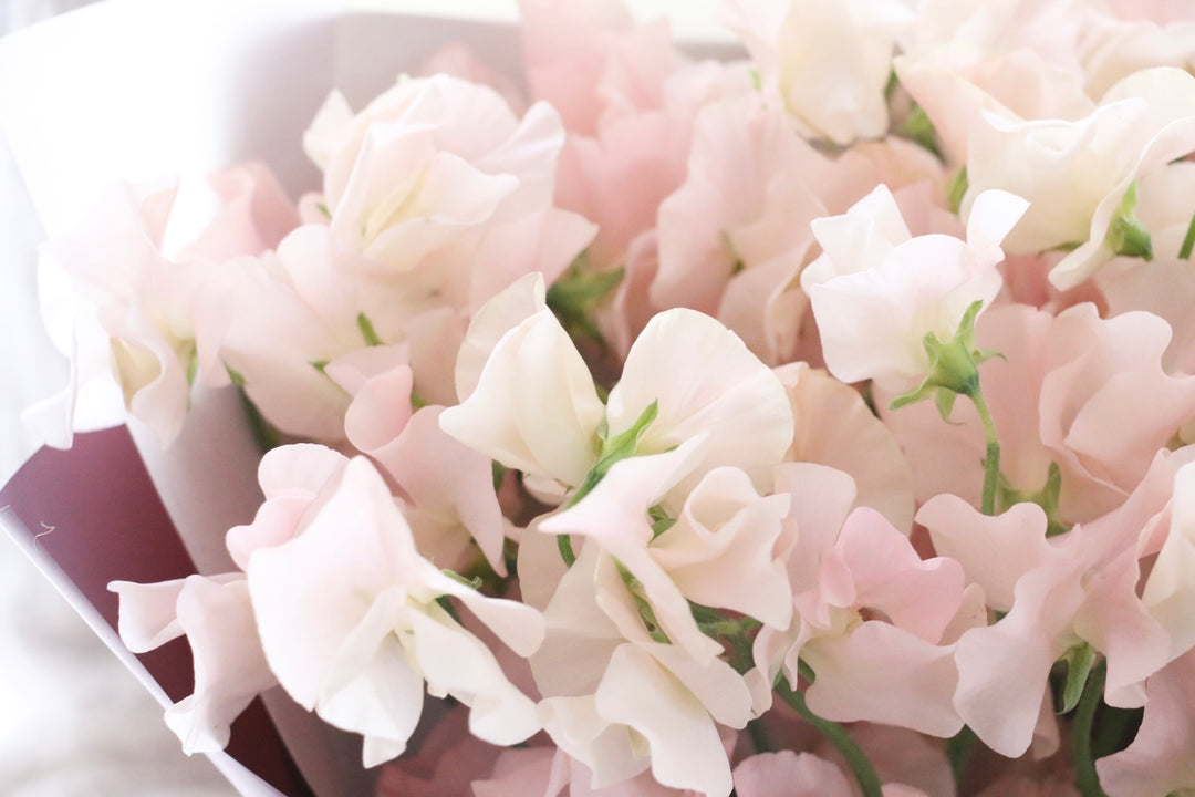 淡いピンク色のスイートピーの花束（25本）