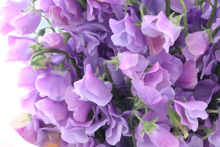 紫色のスイートピーの花束（50本）