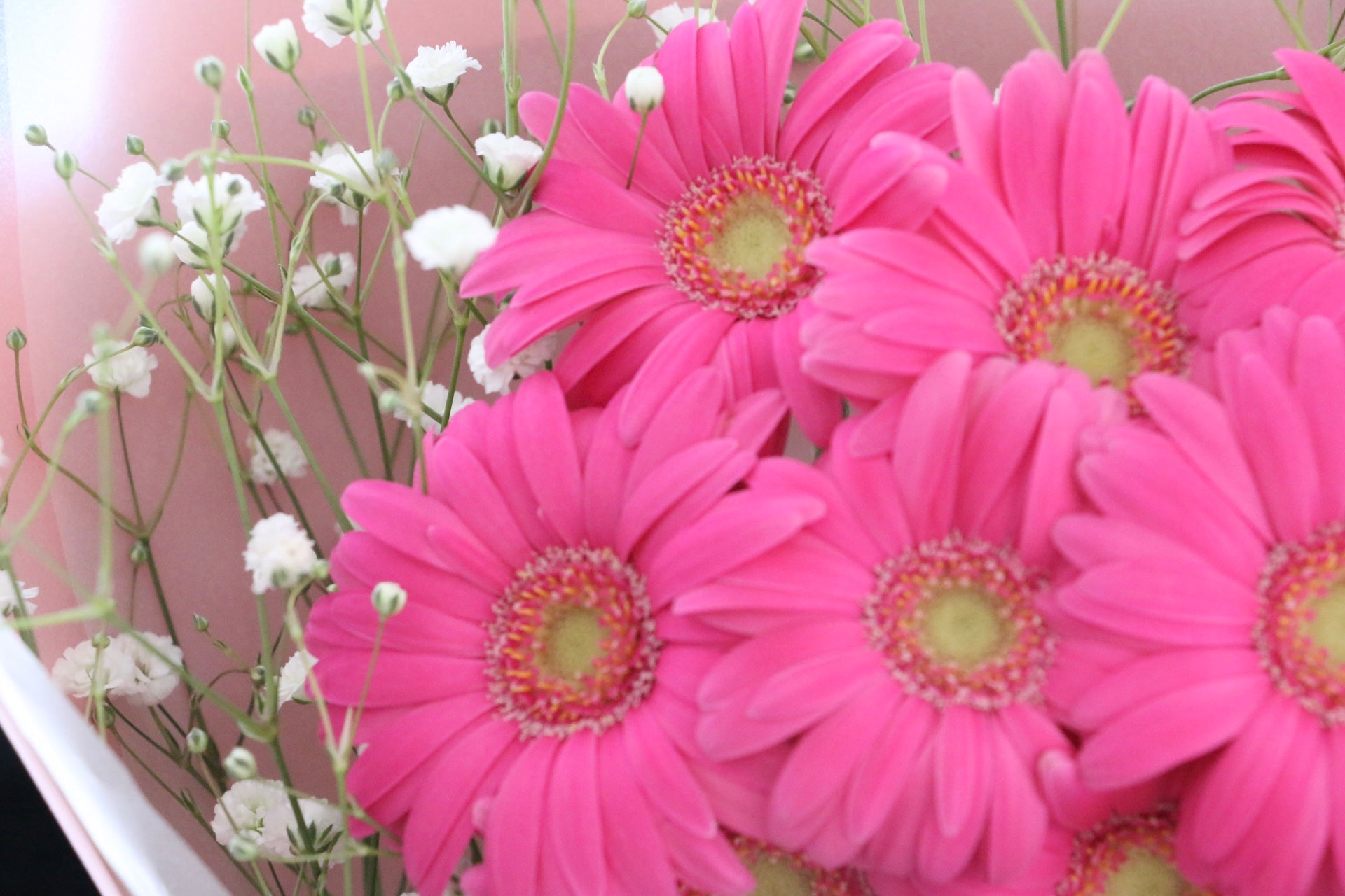 濃いピンク色のガーベラ（8本）とカスミソウの花束 – 花・花束の通販