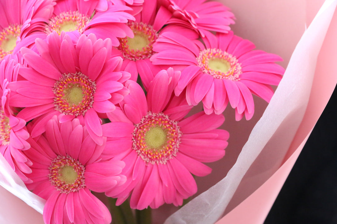 濃いピンク色のガーベラの花束（10本）