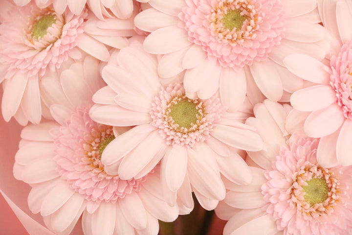 ピンク色のガーベラの花束（12本）-私の妻になってください