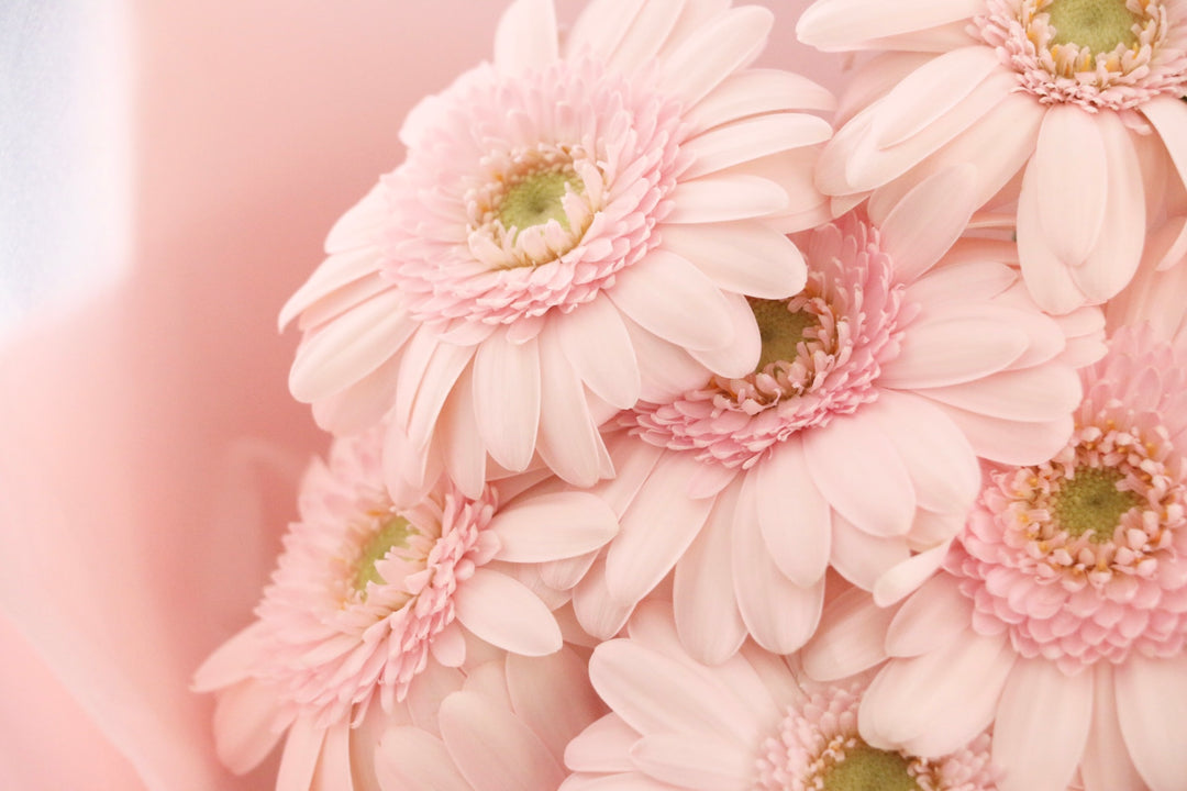 ピンク色のガーベラの花束（10本）