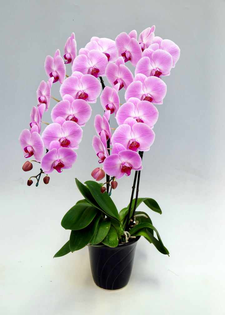胡蝶蘭 大輪 ピンク 2本立ち 25～30輪前後
