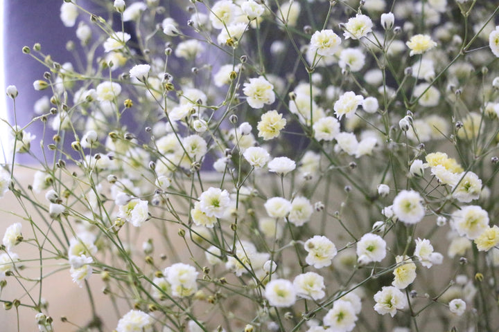 黄色のカスミソウ（かすみ草）の花束 3,500円 Sサイズ