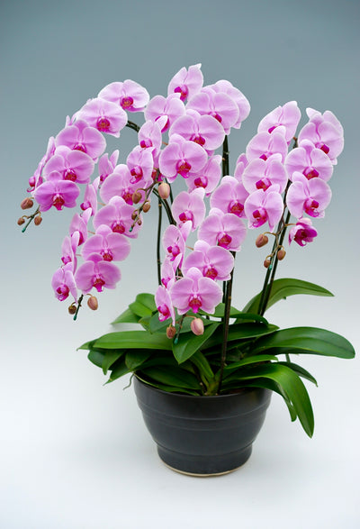 胡蝶蘭 大輪 ピンク 5本立ち 50～60輪前後