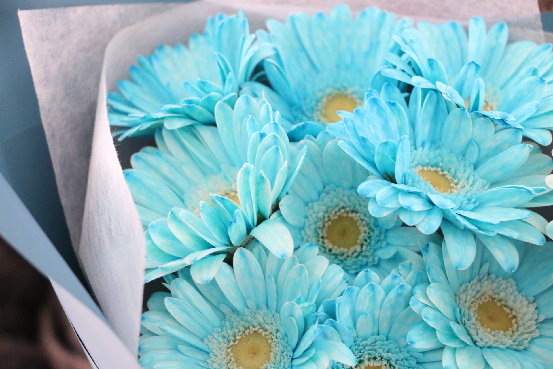 水色のガーベラの花束（10本） – 花・花束の通販サイト｜HanaTaku