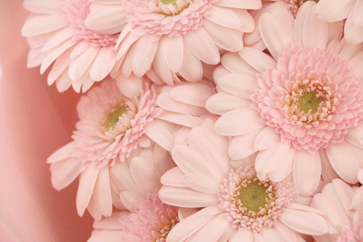 ピンク色のガーベラの花束（13本）-永遠の友情