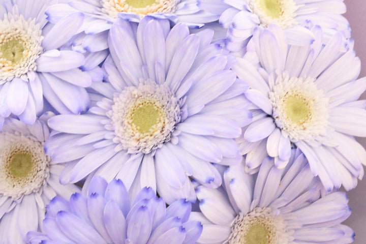 紫色のガーベラの花束（8本）-あなたの思いやりに感謝します