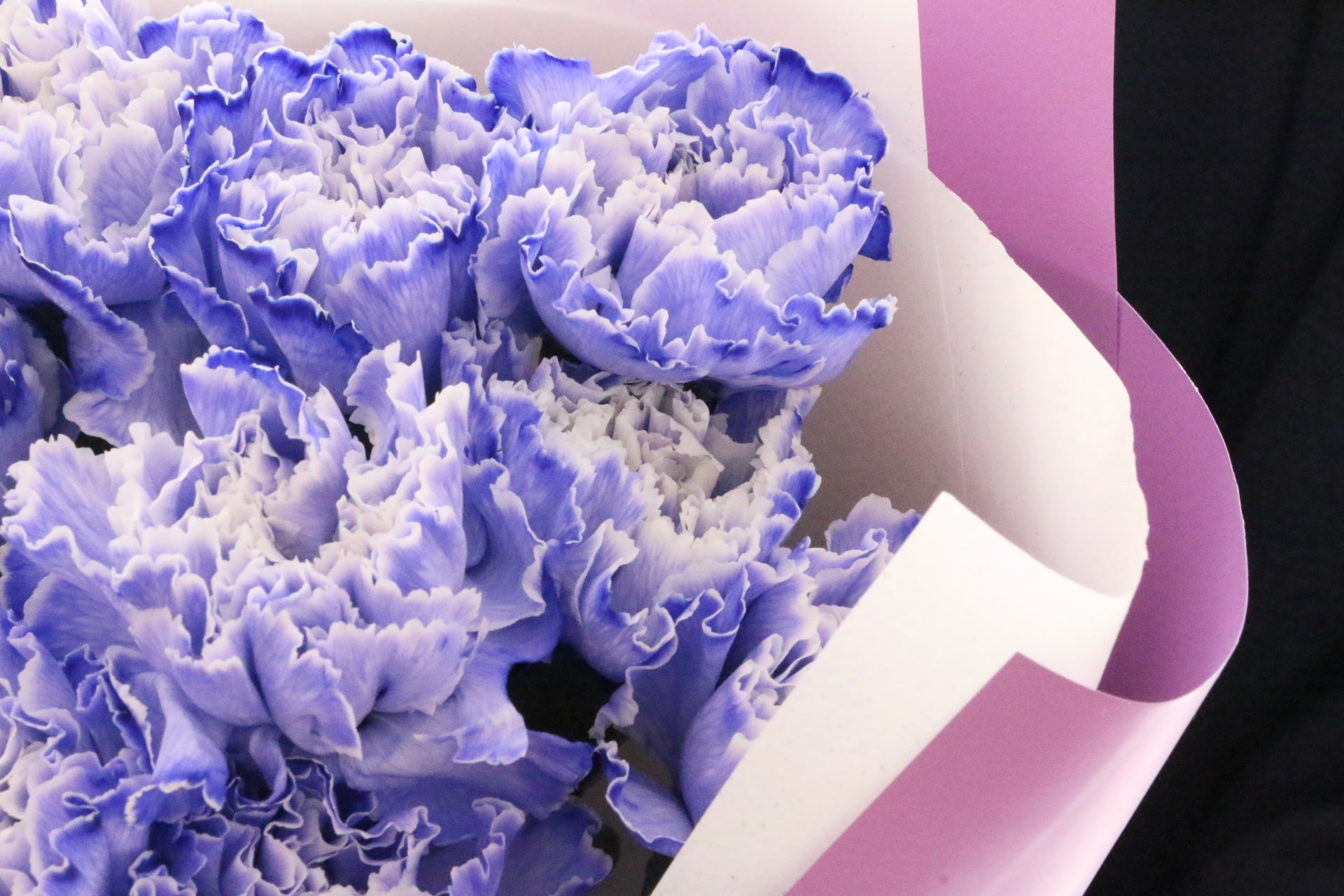 紫のカーネーションの花束（9本） – 花・花束の通販サイト｜HanaTaku