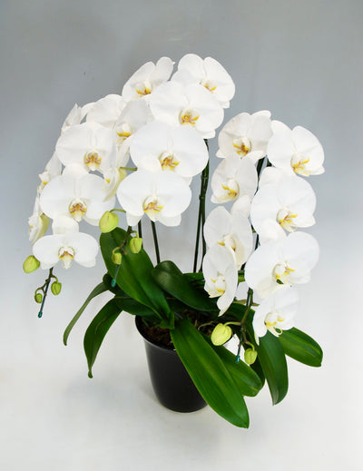 胡蝶蘭 大輪 3本立ち 25～32輪前後 白