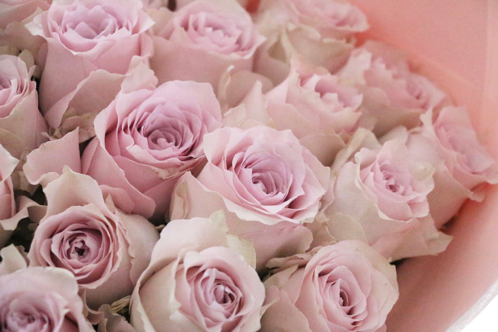 33本のピンク色のバラの花束-生まれ変わってもあなたを愛します – 花