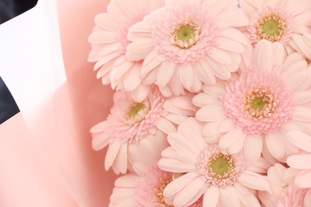 ピンク色のガーベラの花束（11本）-最愛