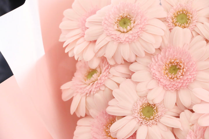 ピンク色のガーベラの花束（11本）-最愛