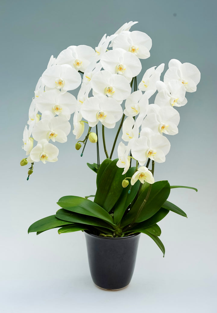 胡蝶蘭 大輪 3本立ち 30～37輪前後 白