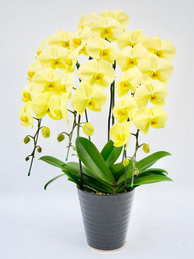 胡蝶蘭 大輪 黄色 3本立ち 35～42輪前後
