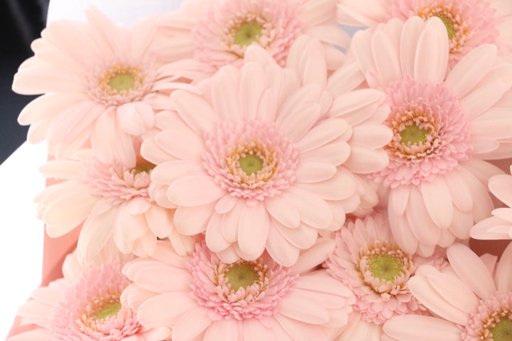 ピンク色のガーベラの花束（20本）-真心あるのみ