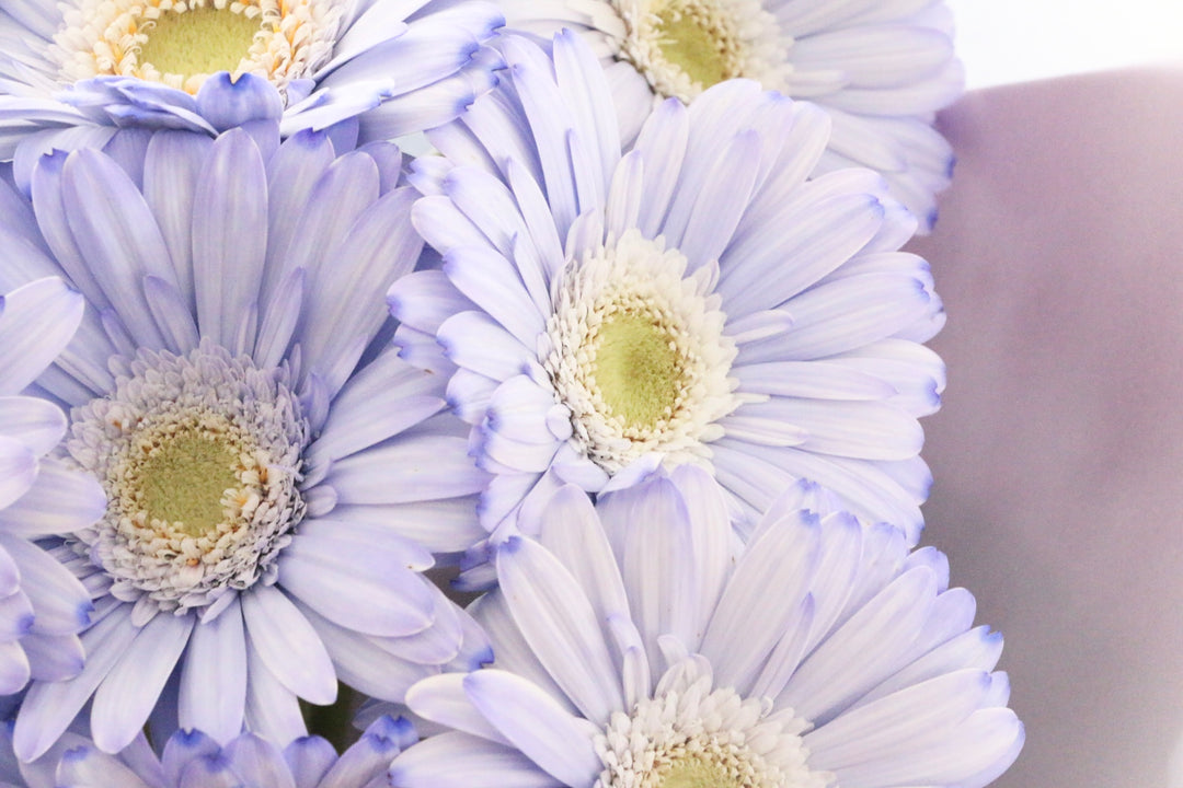 紫色のガーベラの花束（9本）-いつまでも一緒にいてください