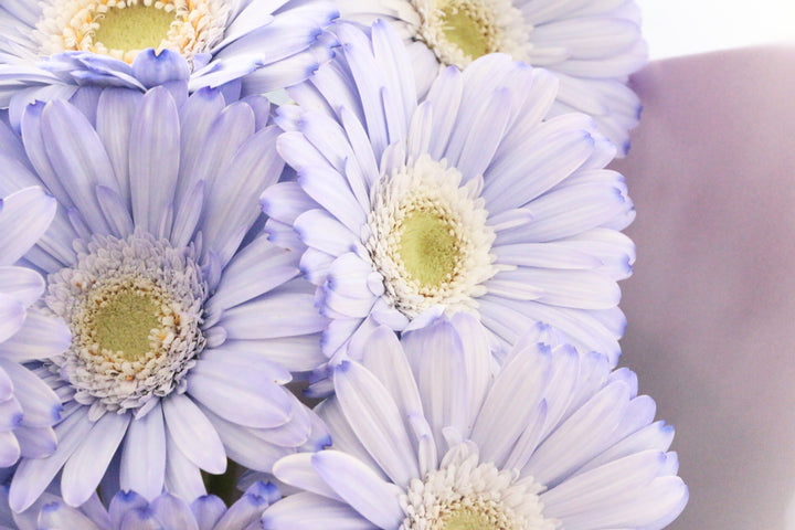 紫色のガーベラの花束（9本）-いつまでも一緒にいてください